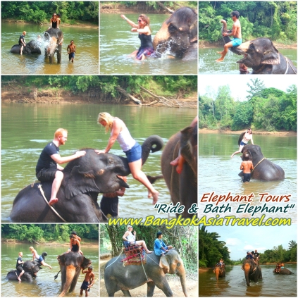 Bangkok Elephant Tour